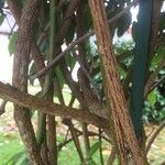 Holboellia latifolia Corteza