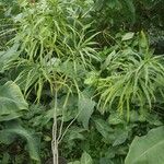 Dracaena angustifolia Rhisgl
