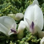 Astragalus angustifolius Blüte