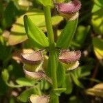 Scutellaria parvula Flor