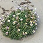 Erigeron glaucus Alkat (teljes növény)