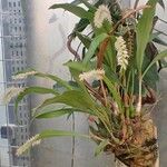 Coelogyne glumacea ശീലം