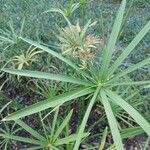 Cyperus alternifolius Blomst