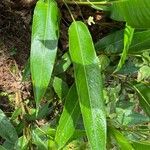 Heliconia psittacorum Leaf