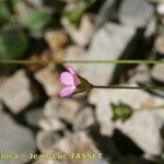 Androsace chaixii 花