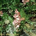 Vicia argentea Hábito