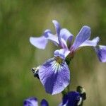 Iris setosa 花
