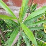 Baccharis salicifolia Blatt