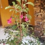 Fuchsia microphylla 花