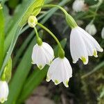 Leucojum aestivum 葉