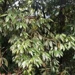 Cinnamomum tamala List