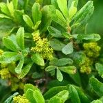 Myrica gale Leaf