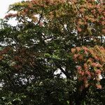 Terminalia myriocarpa Hoja