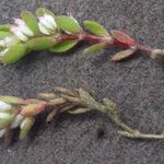 Radiola linoides Vivejo