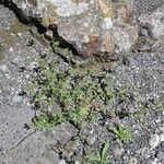 Campanula erinus موطن