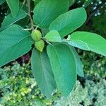 Cordia boissieri List