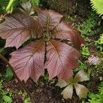 Rodgersia podophylla Листок