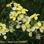 Erysimum ochroleucum Flor