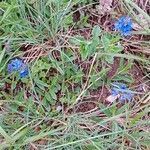 Veronica prostrata Flower