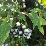 Cornus amomumFruitua