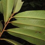 Ardisia fimbrillifera Leaf