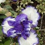 Iris pumila Çiçek