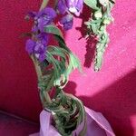 Angelonia biflora Hoja