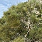 Ephedra fragilis List