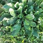 Plantago major Хабит