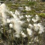 Eriophorum scheuchzeri 花