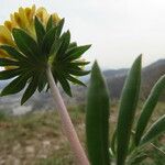 Anthyllis vulneraria Blatt