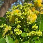 Albizia lebbeckBlomst