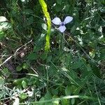 Herbertia lahue 整株植物