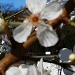 Prunus cerasus Квітка