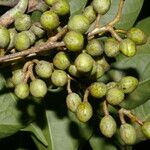 Bursera simaruba Fruit