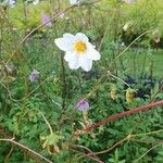 Dahlia merckii Flower