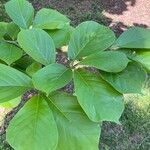 Magnolia kobus List