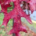 Quercus coccinea पत्ता