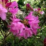 Rhododendron ferrugineum Blüte