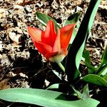 Tulipa agenensis 花