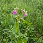 Mirabilis nyctaginea Flower