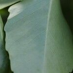 Polyscias cissodendron Leaf