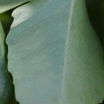 Polyscias cissodendron 葉