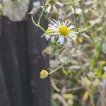 Erigeron strigosus Blad