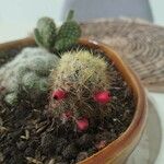 Mammillaria prolifera Листок