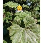 Gunnera tinctoria Blad