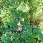 Thalictrum occidentale Leaf