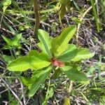 Clappertonia ficifolia Blatt