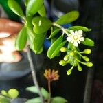 Jacquinia keyensis ഇല