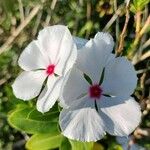 Catharanthus coriaceus Flower